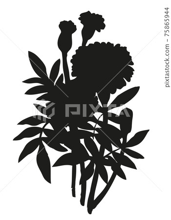 Vector drawing. Bright yellow flowering Tagetes Vector drawing. Bright yellow flowering Tagetes 75865944