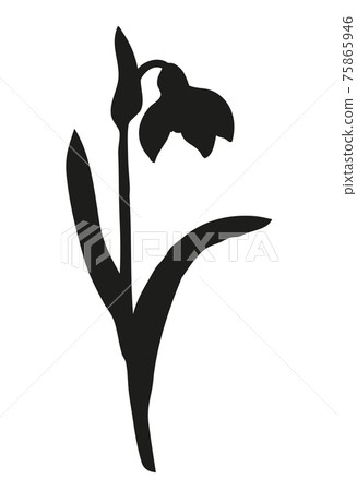 Vector drawing. First spring flower - Snowdrop 75865946