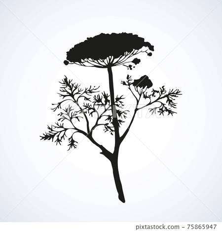 Dill. Vector drawing Dill. Vector drawing 75865947