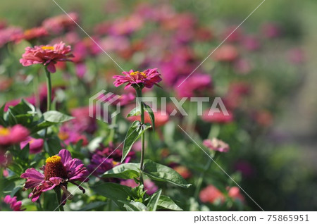 zinnia flowers in the sun in the garden. zinnia flowers in the sun in the garden. 75865951