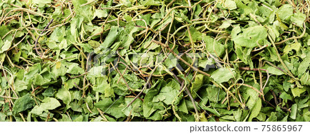 Orthilia in herbal medicine 75865967