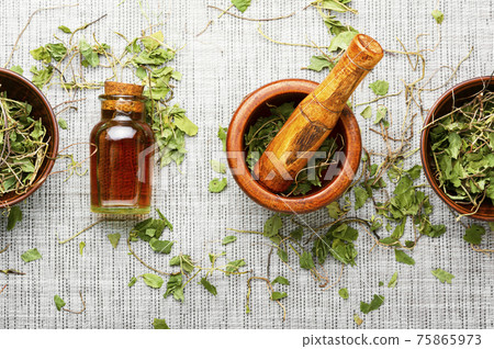 Orthilia in herbal medicine.Homeopathy and herbal medicine 75865973