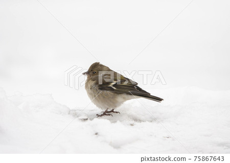 the finch stands in the snow in a big frost in winter the finch stands in the snow in a big frost in winter 75867643
