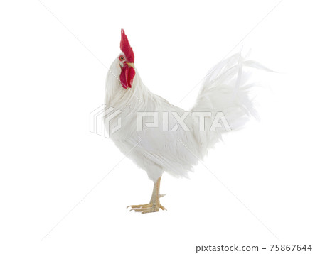 walking rooster isolated on white background 75867644