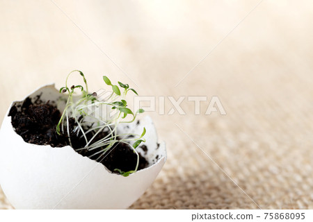 Young green seedlings sprouting in eggshell on burlap background 75868095