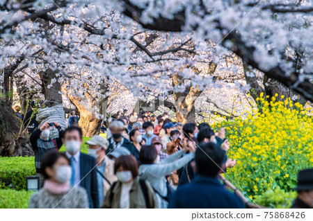取消日本東京的城市景觀（緊急狀態取消的第3天）。甚至在日冕殘骸中也有許多賞櫻的遊客... = Chidorigafuchi，24日 75868426