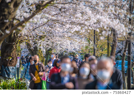 取消日本東京的城市景觀（緊急狀態取消的第3天）。甚至在日冕殘骸中也有許多賞櫻的遊客... = Chidorigafuchi，24日 75868427