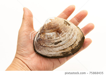 Raw surf clam in hand Raw surf clam in hand 75868435