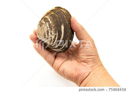 手中的生衝浪蛤蜊 75868438