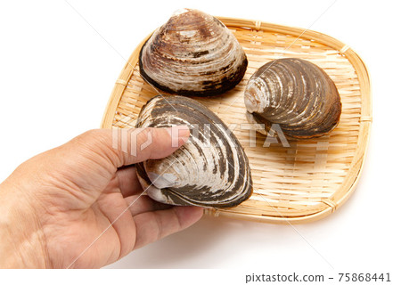 手中的生衝浪蛤蜊 手中的生衝浪蛤蜊 75868441