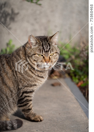 A cat staring at you A cat staring at you 75868468