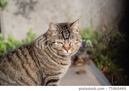 一隻貓盯著你 一隻貓盯著你 75868469