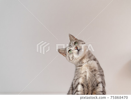 Sabatra 貓,一隻會歪著頭的貓 Sabatra 貓,一隻會歪著頭的貓 75868470