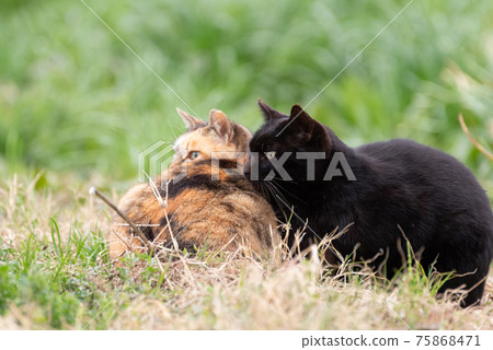 黑貓和印花布貓 黑貓和印花布貓 75868471