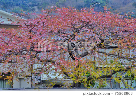 櫻桃樹 櫻桃樹 75868963