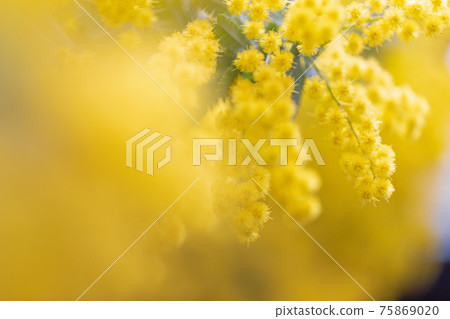 Mimosa Mimosa 75869020