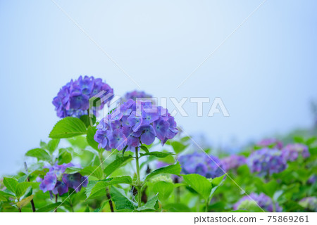山坡上盛開的繡球花(美濃山公園) 山坡上盛開的繡球花(美濃山公園) 75869261