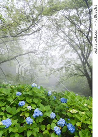 細雨中盛開的繡球花 細雨中盛開的繡球花 75869263