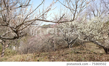 蔓延梅樹和藍天 蔓延梅樹和藍天 75869502