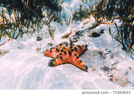 Starfish and sea weed underwater in tropical sea. 75869601