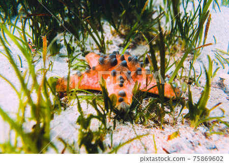 Starfish and sea weed underwater in tropical sea. Starfish and sea weed underwater in tropical sea. 75869602