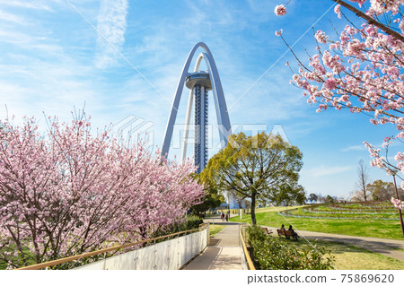 138塔公園,盛開的櫻花<愛知縣一宮市> 138塔公園,盛開的櫻花<愛知縣一宮市> 75869620