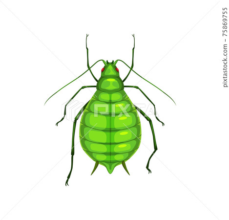 Aphid, insect parasite bug pest control, greenfly 75869755