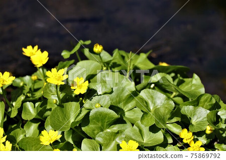 Waterside plant, Ryukinka Waterside plant, Ryukinka 75869792