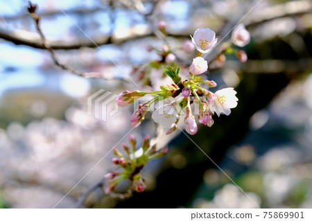 [Tokyo] Sakura in Chidorigafuchi Park, Imperial Palace (Spring) 75869901
