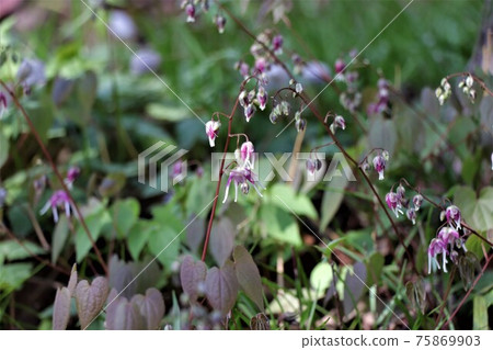 Epimedium that resembles the shape of a boat anchor 75869903