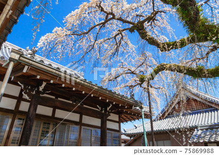 圓明寺,垂枝櫻花盛開<愛知縣犬山市> 圓明寺,垂枝櫻花盛開<愛知縣犬山市> 75869988