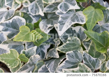Close-up of ivy 75870166