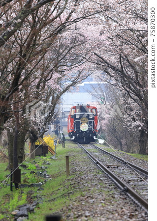 嵯峨野電車櫻花隧道 嵯峨野電車櫻花隧道 75870300