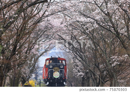 Sagano trolley train Sakura tunnel 75870303