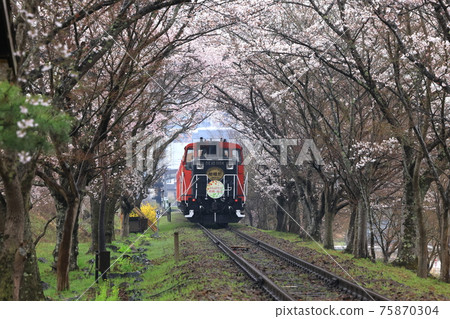 嵯峨野電車櫻花隧道 嵯峨野電車櫻花隧道 75870304