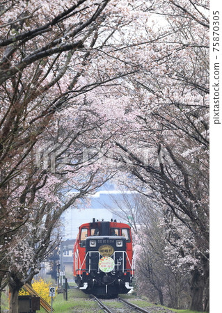 嵯峨野電車櫻花隧道 嵯峨野電車櫻花隧道 75870305