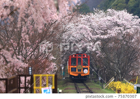 嵯峨野電車櫻花隧道 嵯峨野電車櫻花隧道 75870307