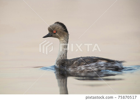 Silvery Grebe , Patagonia, Argentina Silvery Grebe , Patagonia, Argentina 75870517