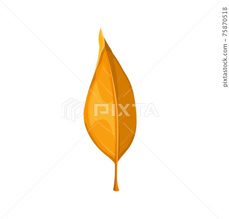 Autumn leaf yellow, fall isolated orange leaves 75870518