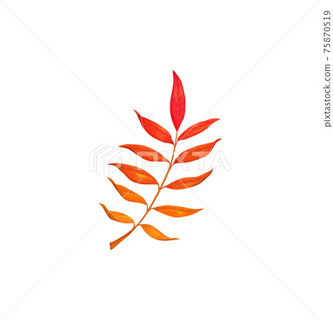 Autumn leaves, fall tree red foliage of ash, rowan 75870519