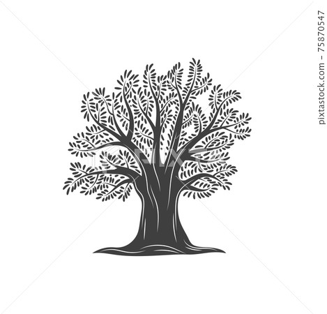 Tree olives, olive oil icon, Mediterranean label 75870547