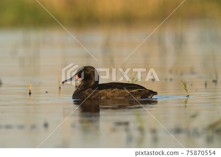 Black-headed Duck 75870554