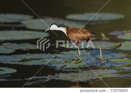 African jacana African jacana 75870603