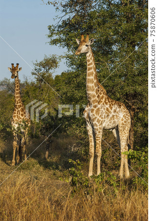 Giraffa, Kruger National Park Giraffa, Kruger National Park 75870606