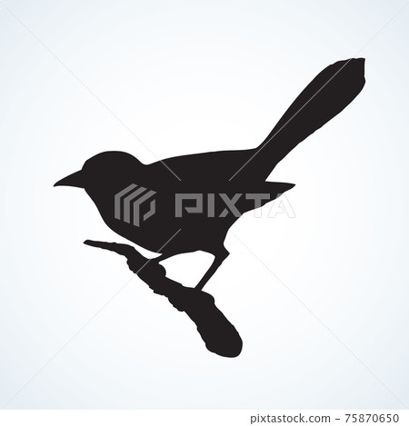 Vector drawing of a series of sketches "Birds". Magpie Vector drawing of a series of sketches "Birds". Magpie 75870650