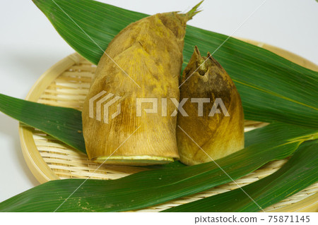 竹筍 剛挖好的竹筍 竹筍 剛挖好的竹筍 75871145