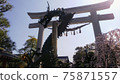 [Shrine] Tamura Shrine, Kagawa Prefecture, Sanuki Province Ichinomiya, Ryujin, Torii, and Sakura 75871557