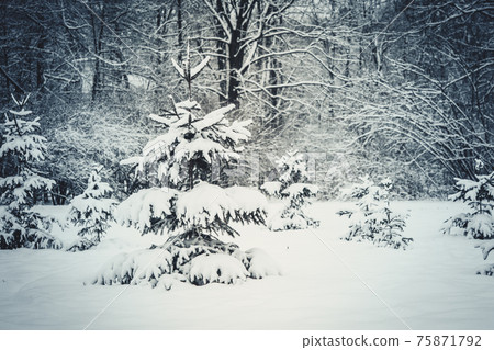 Forest trees covered snow at night in winter. Forest trees covered snow at night in winter. 75871792