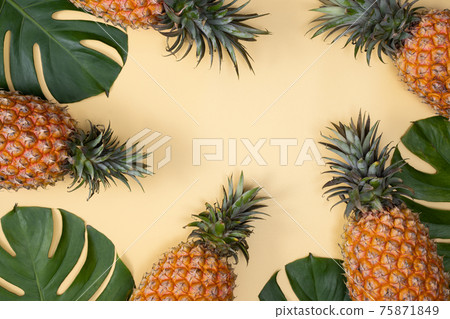鳳梨 熱帶 葉子 蓬萊蕉 背景 龜背葉 pineapple background パイナップル 75871849