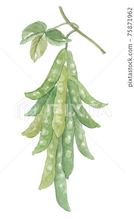 uc豆豆葉和豆莢 75871962